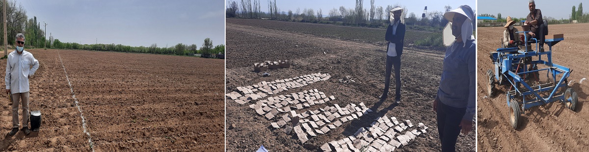 کشت آزمایشات بخش تحقیقات چغندرقند (ایستگاه میاندوآب)