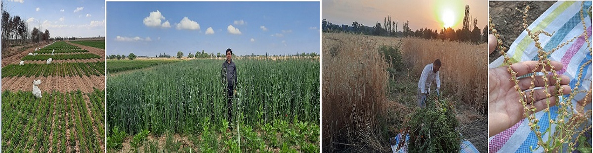 تولید بذور هیبرید در قطعات ایزوله (ایستگاه تحقیقات میاندوآب)