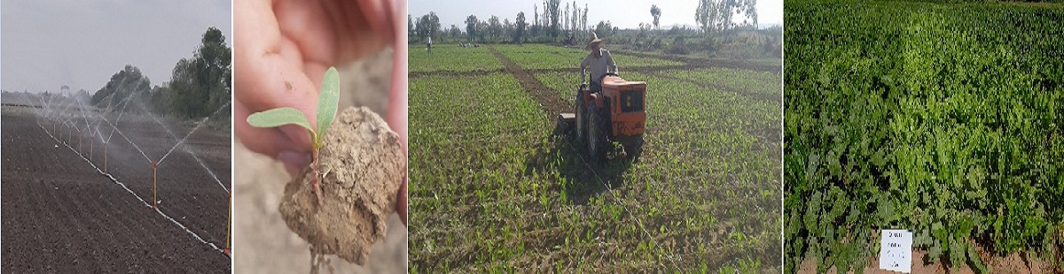 مراحل اجرای آزمایشات بخش تحقیقات چغندرقند (ایستگاه میاندوآب)